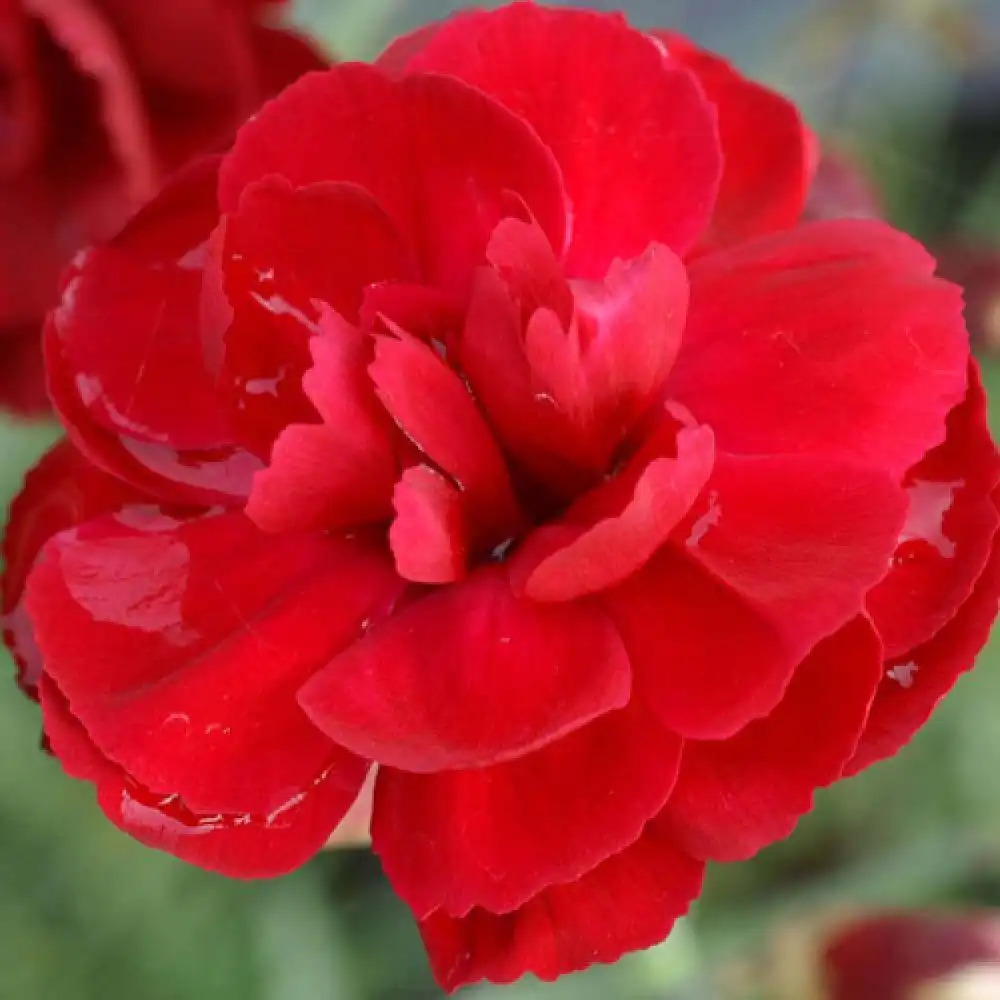 DIANTHUS 'Desmond'