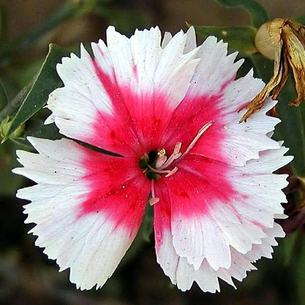 DIANTHUS 'Diana'