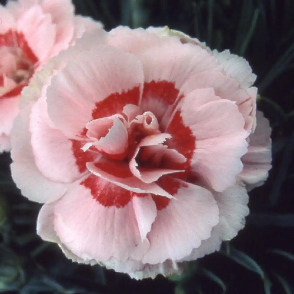 DIANTHUS 'Doris'