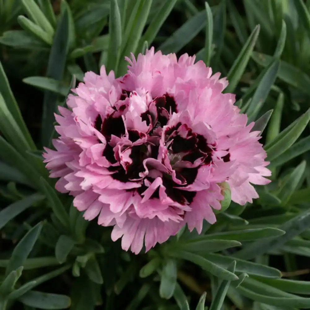 DIANTHUS 'Fizzy'®