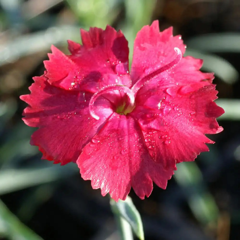 DIANTHUS gratianopolitanus 'Badenia'