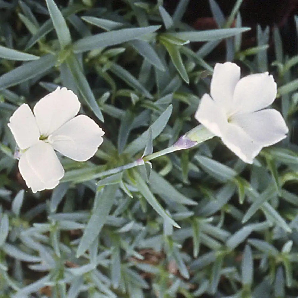 DIANTHUS gratianopolitanus 'La Bourboule White'