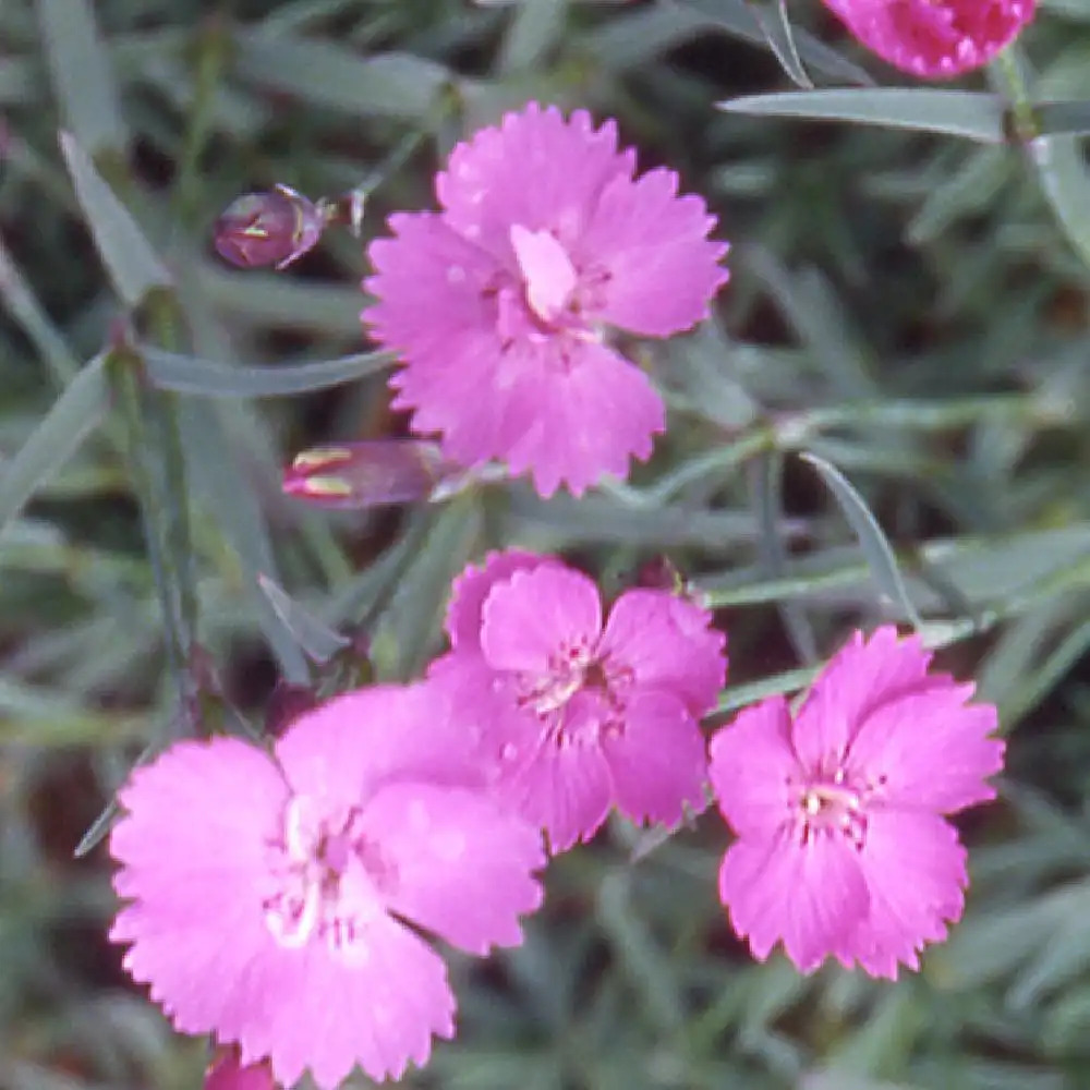 DIANTHUS gratianopolitanus 'Eydangeri'