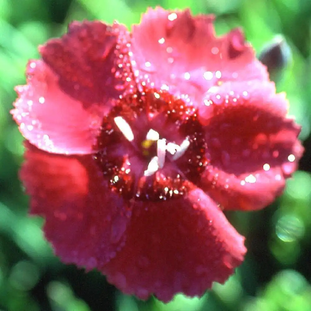 DIANTHUS gratianopolitanus 'Rotkäppchen'