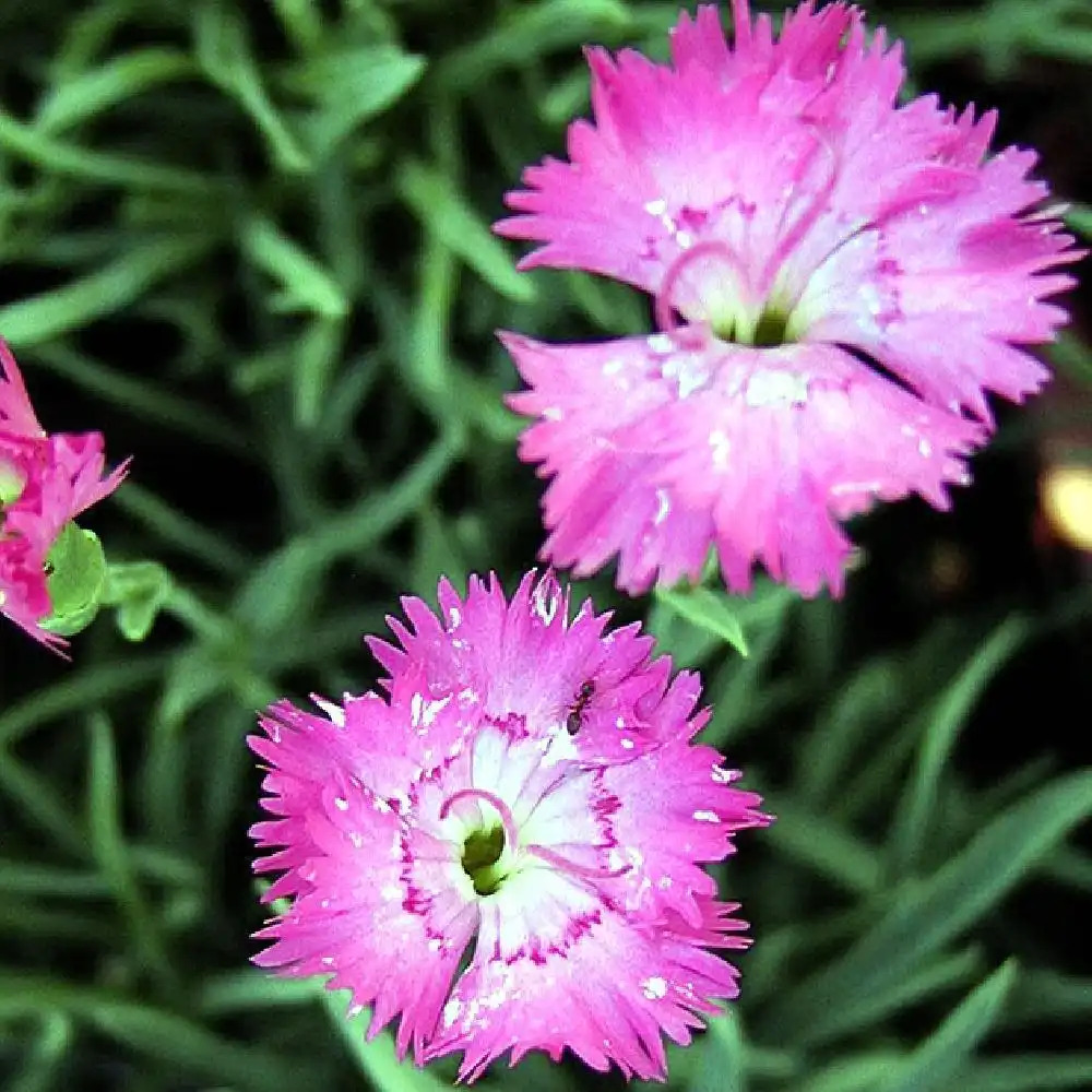 DIANTHUS gratianopolitanus (caesius)