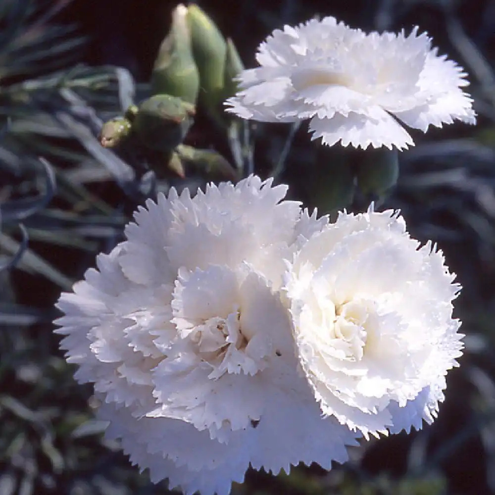 DIANTHUS 'Haytor White'