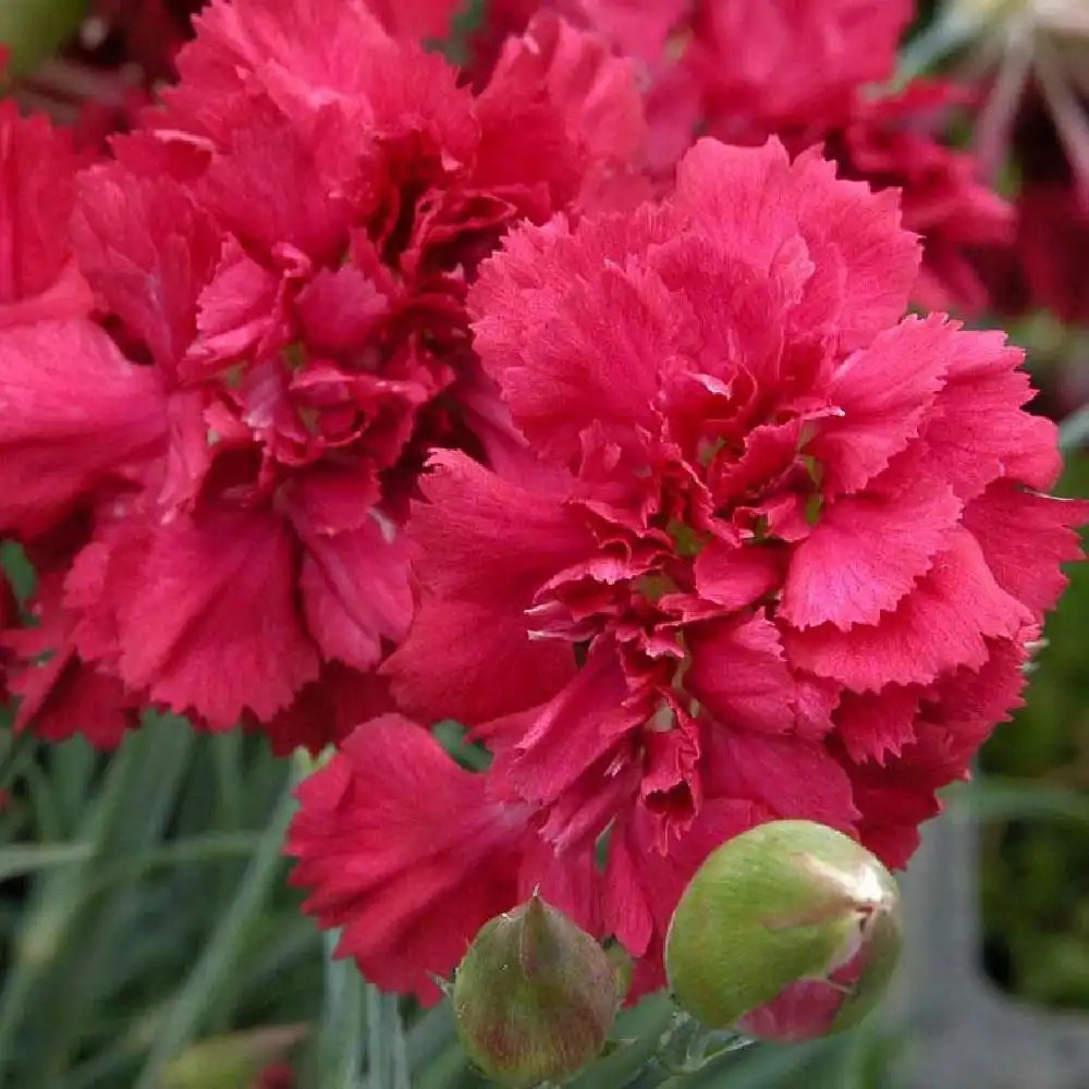 DIANTHUS 'Heidi'