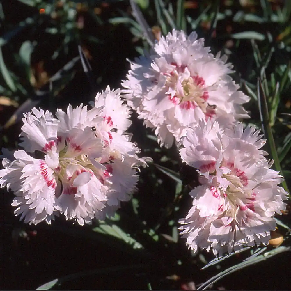 DIANTHUS 'Ine'