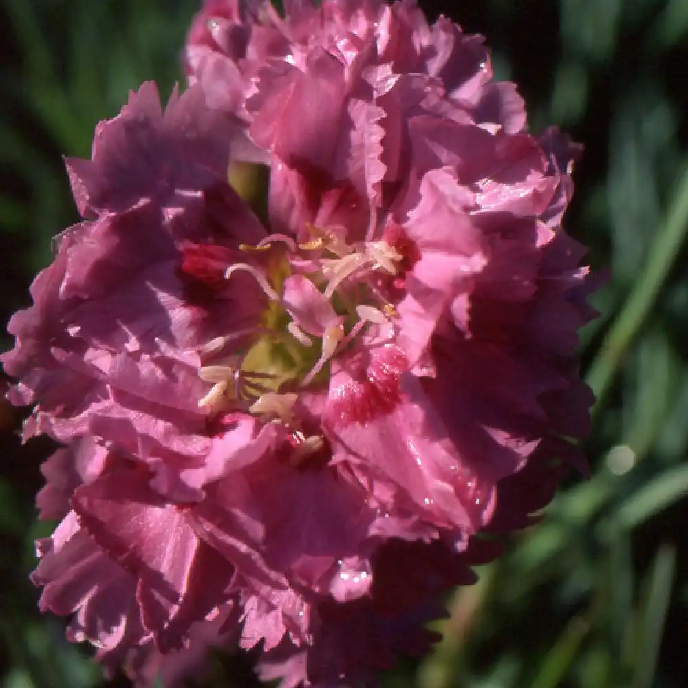 DIANTHUS 'Maggie'