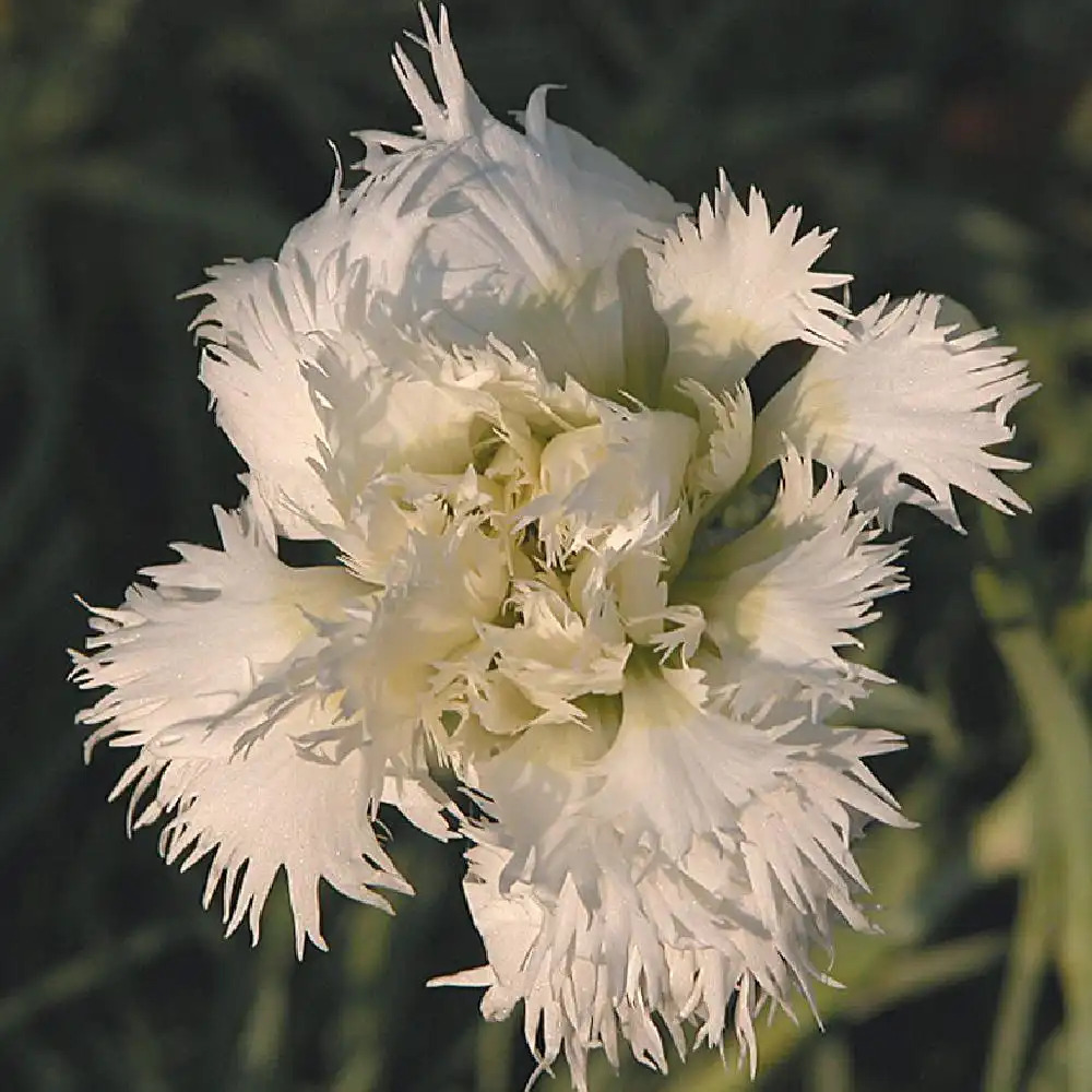 DIANTHUS 'Mrs Sinkins'