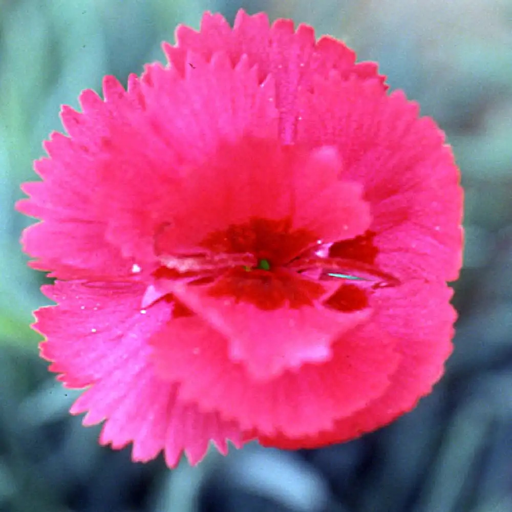 DIANTHUS 'Munot'