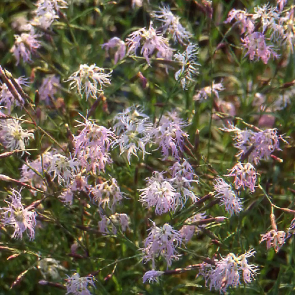 DIANTHUS superbus