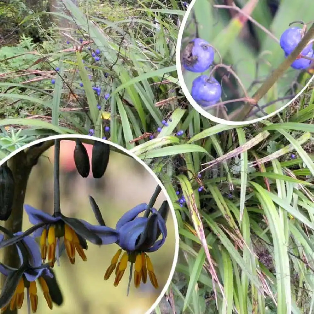 DIANELLA tasmanica