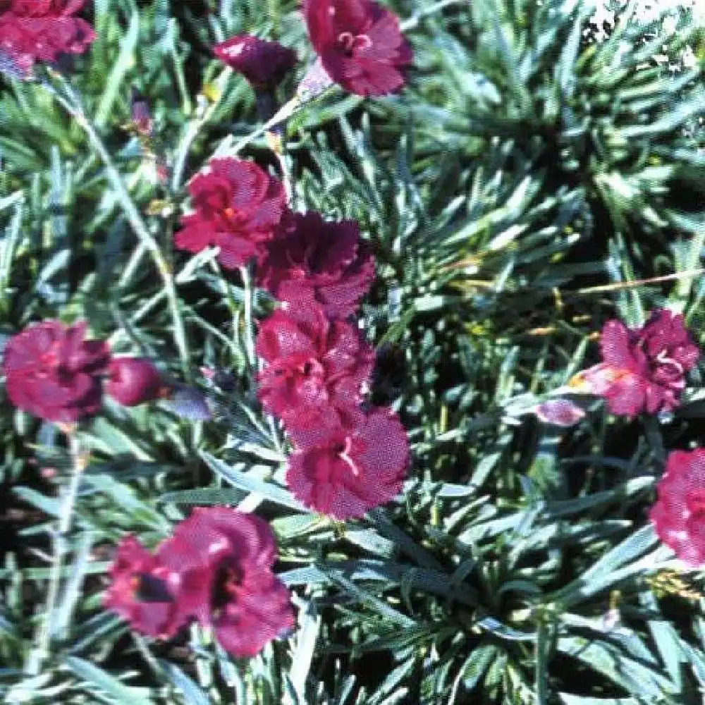 DIANTHUS 'Welwyn'