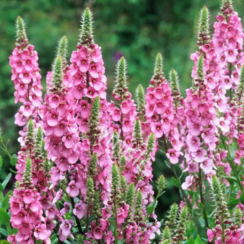 DIASCIA rigescens