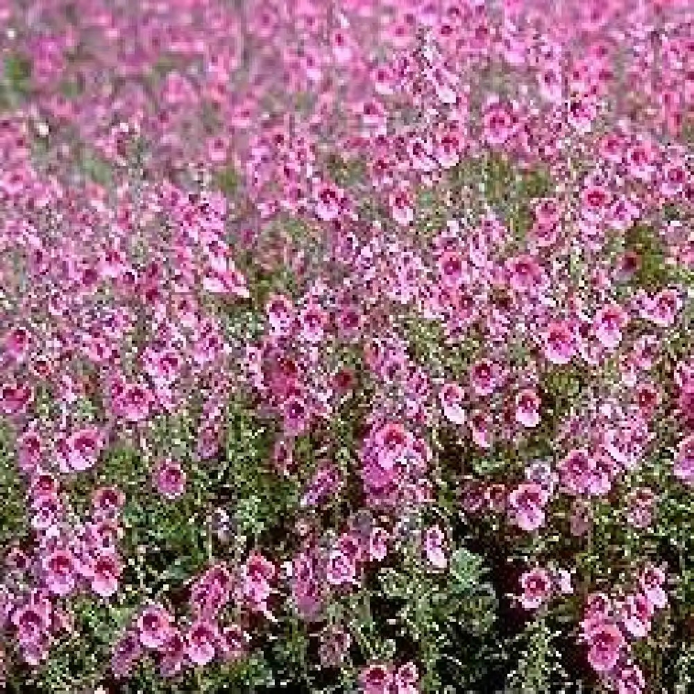 DIASCIA fetcaniensis