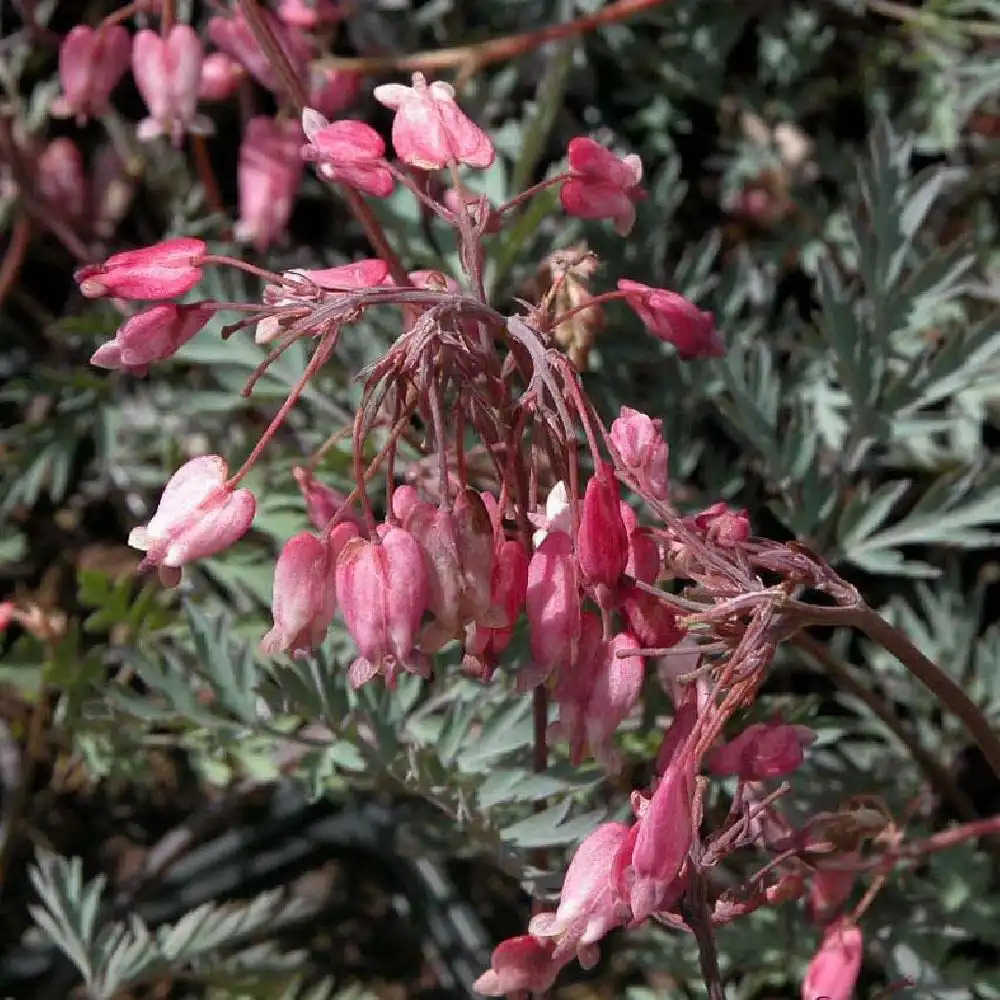 DICENTRA eximia 'Stuart Boothman'