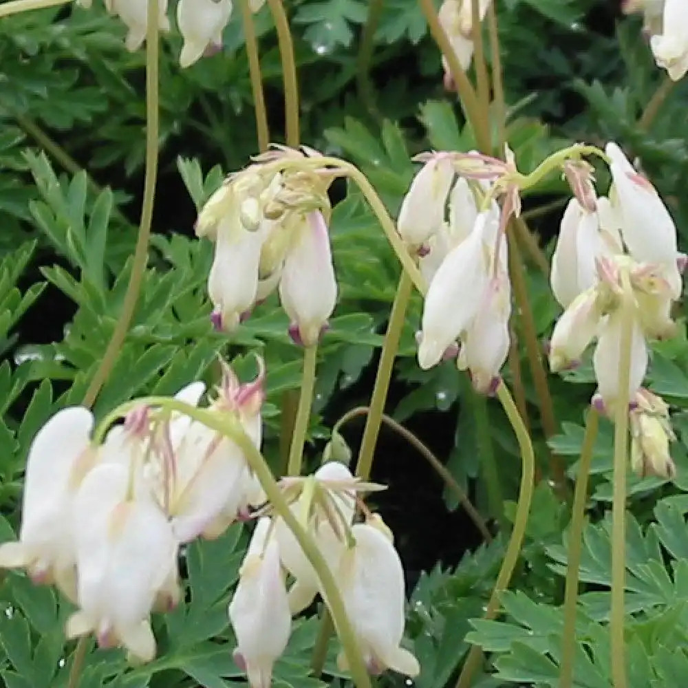 DICENTRA formosa 'Aurora'