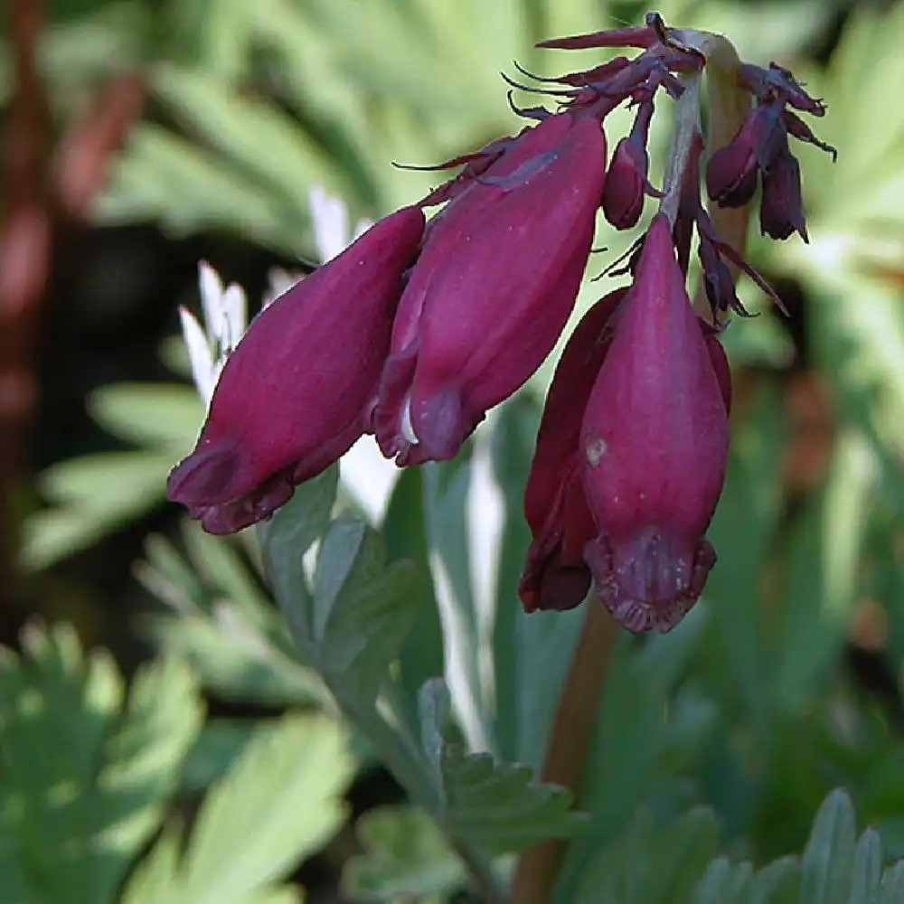 DICENTRA formosa 'Bacchanal'