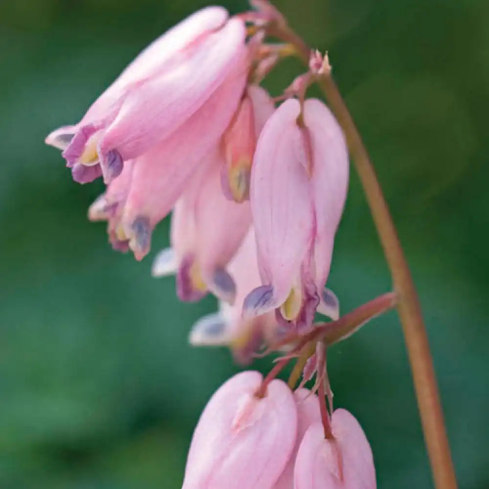 DICENTRA formosa 'Spring Magic'