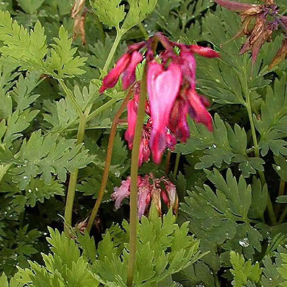 DICENTRA formosa