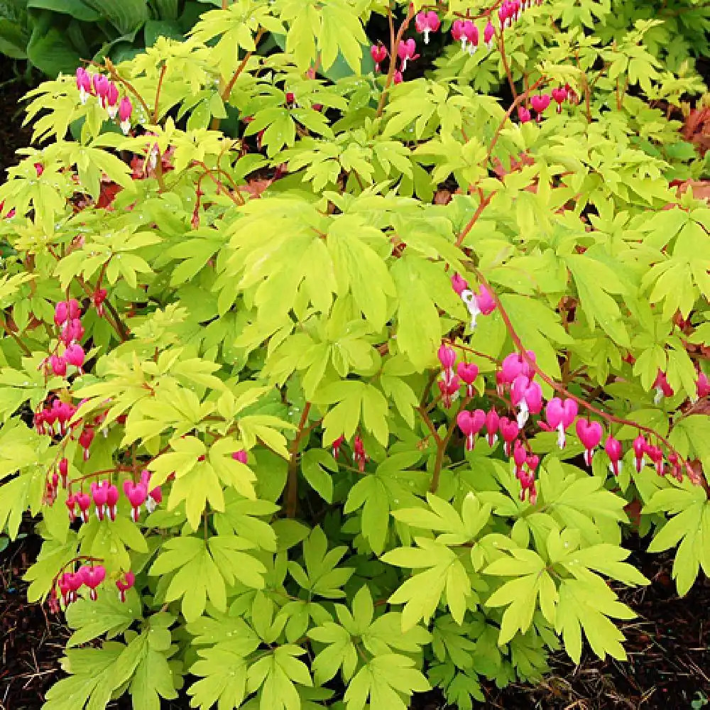 DICENTRA spectabilis 'Gold Heart'