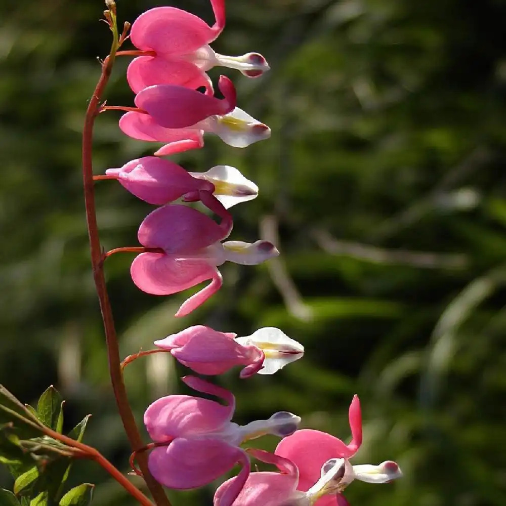 DICENTRA spectabilis