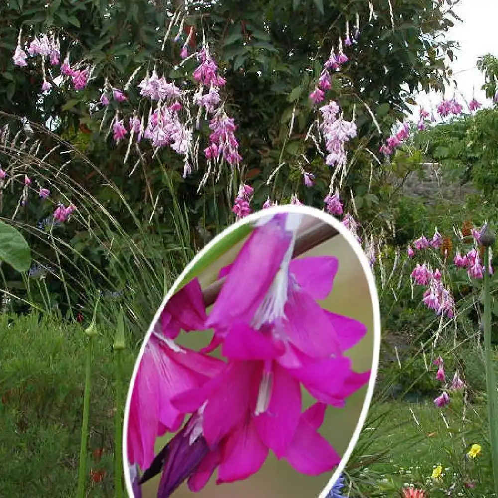 DIERAMA 'Blackberry Bells'