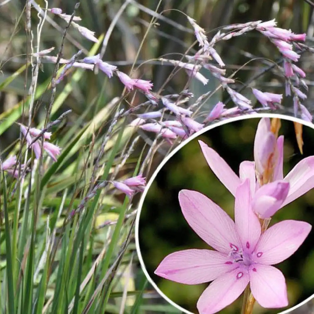 DIERAMA erectum