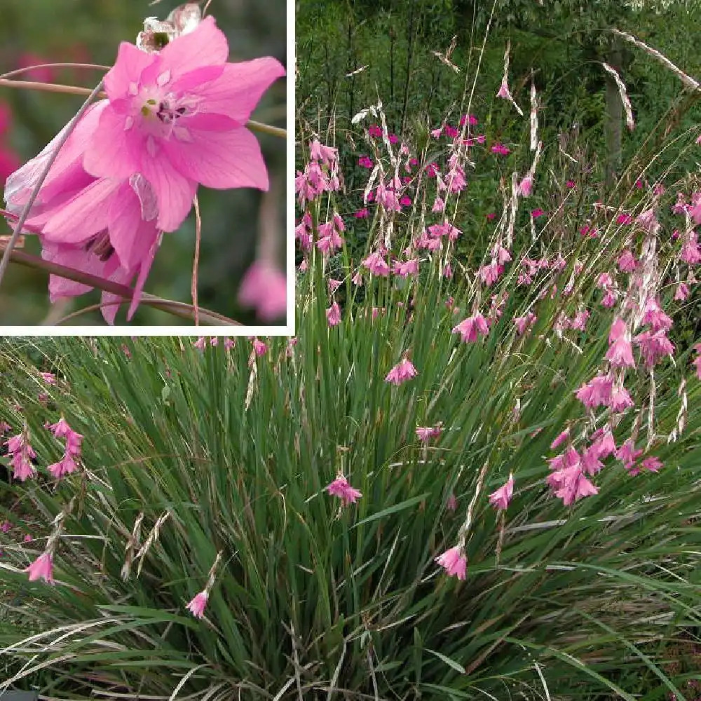 DIERAMA mossii