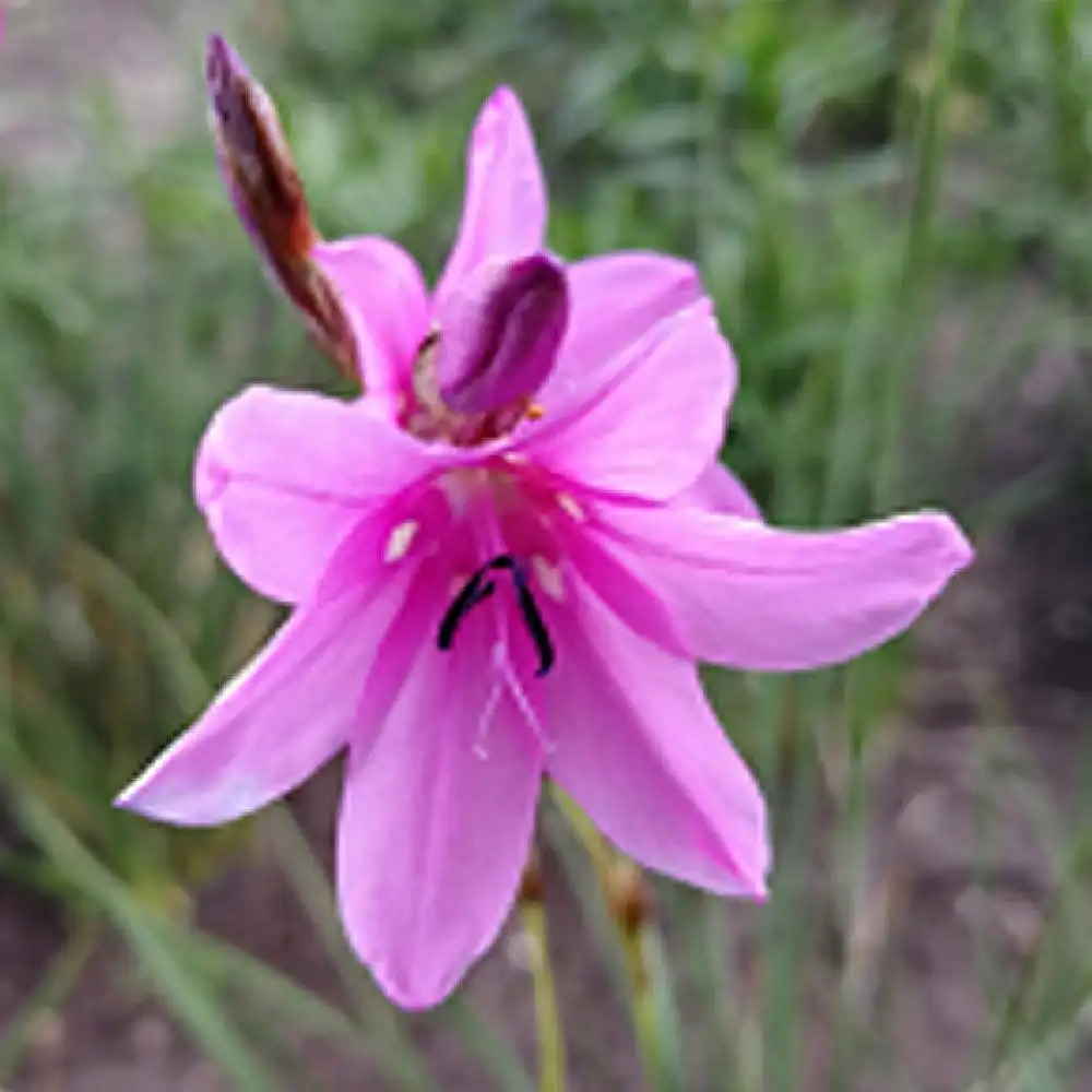 DIERAMA pauciflorum 'Luana'