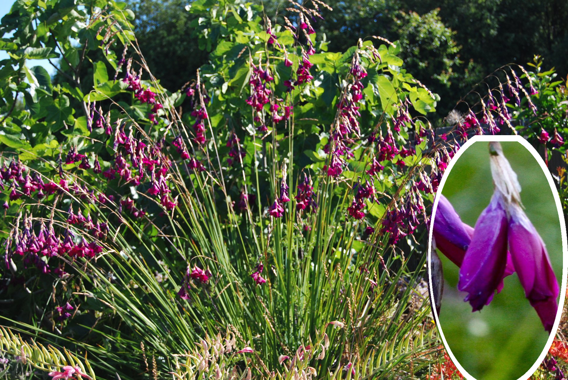 DIERAMA pulcherrimum 'Dark Cerise'