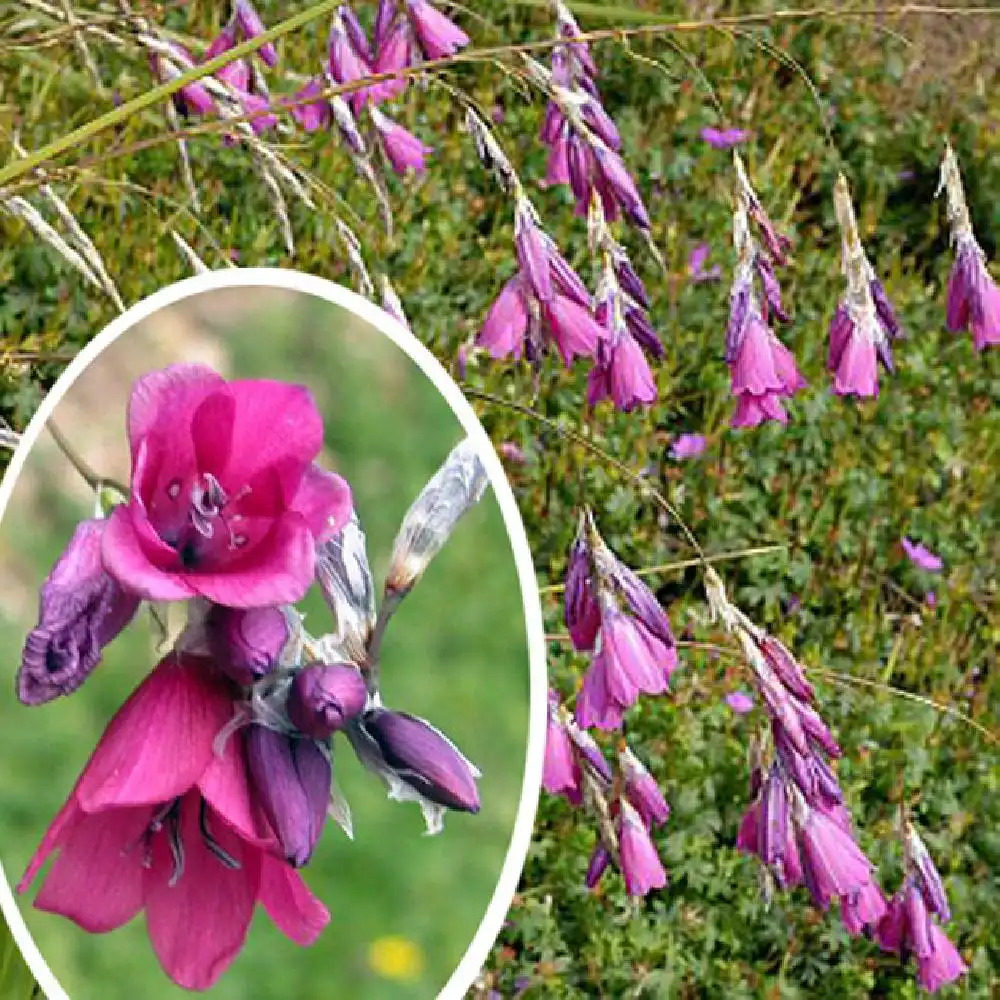 DIERAMA pulcherrimum