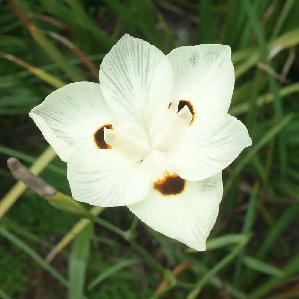 DIETES bicolor