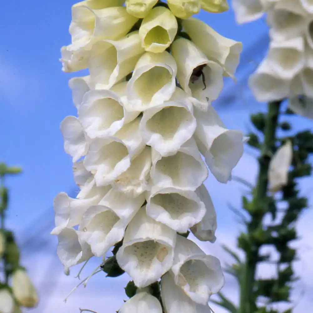 DIGITALIS purpurea 'Alba'