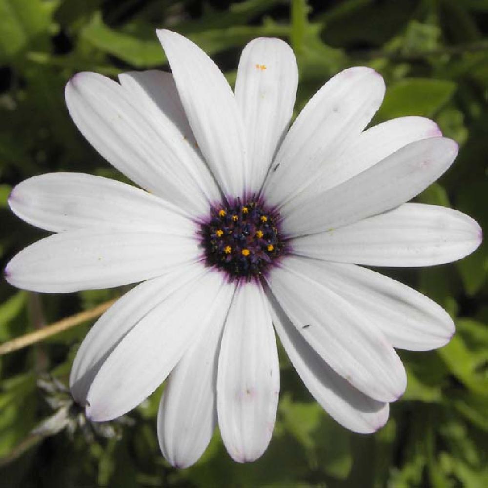 DIMORPHOTHECA Blanc (bas).' image 2