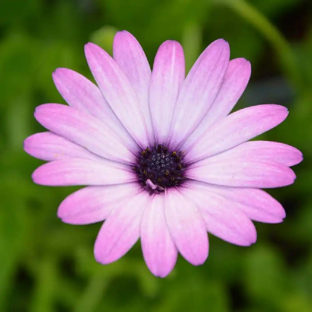 DIMORPHOTHECA Mauve pâle (bas) - pépinières Lepage Bretagne Bord de mer