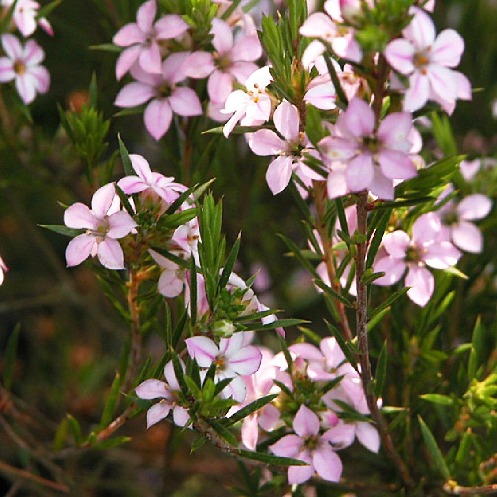 DIOSMA hirsuta 'Pink Fountain'