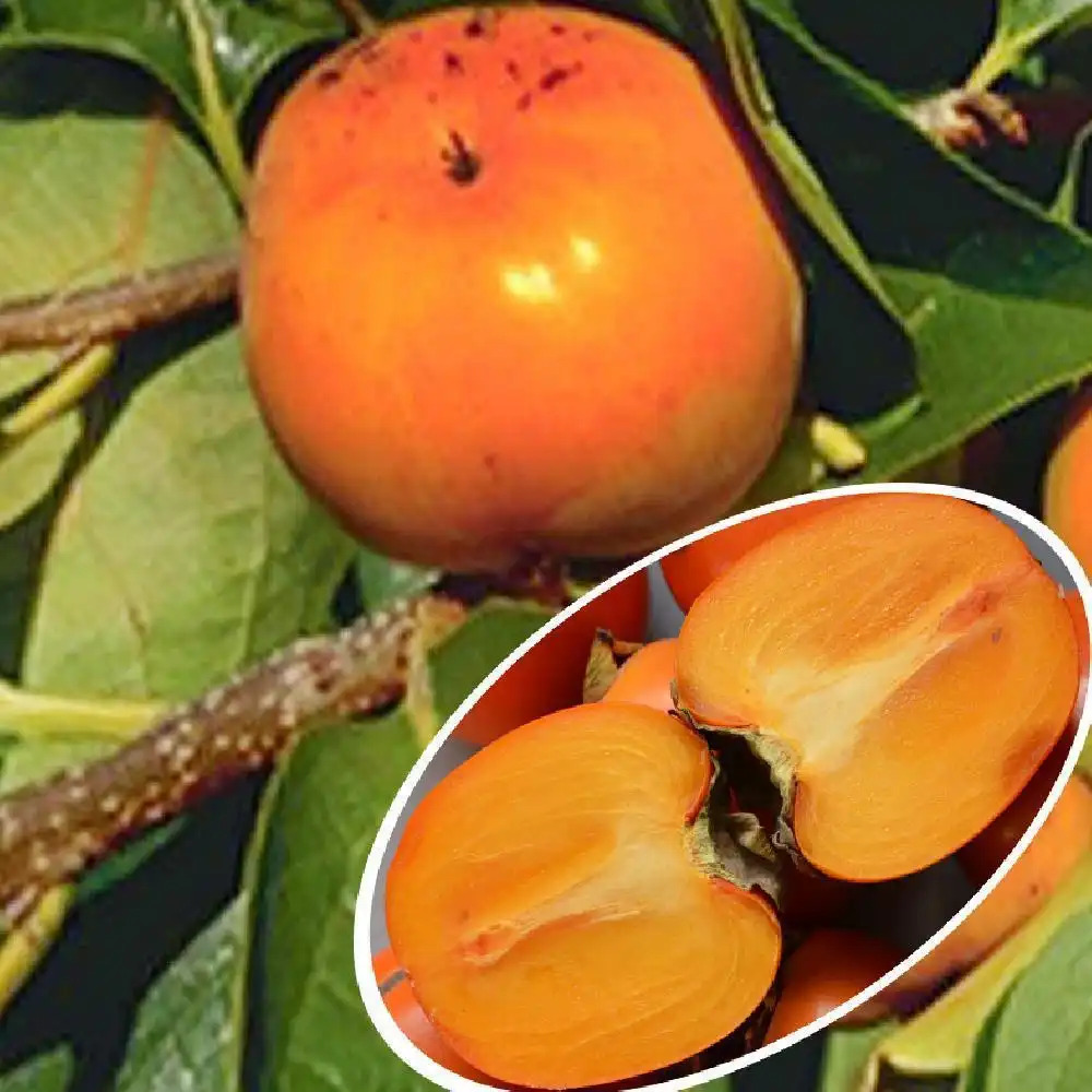 DIOSPYROS kaki 'Fuyu'