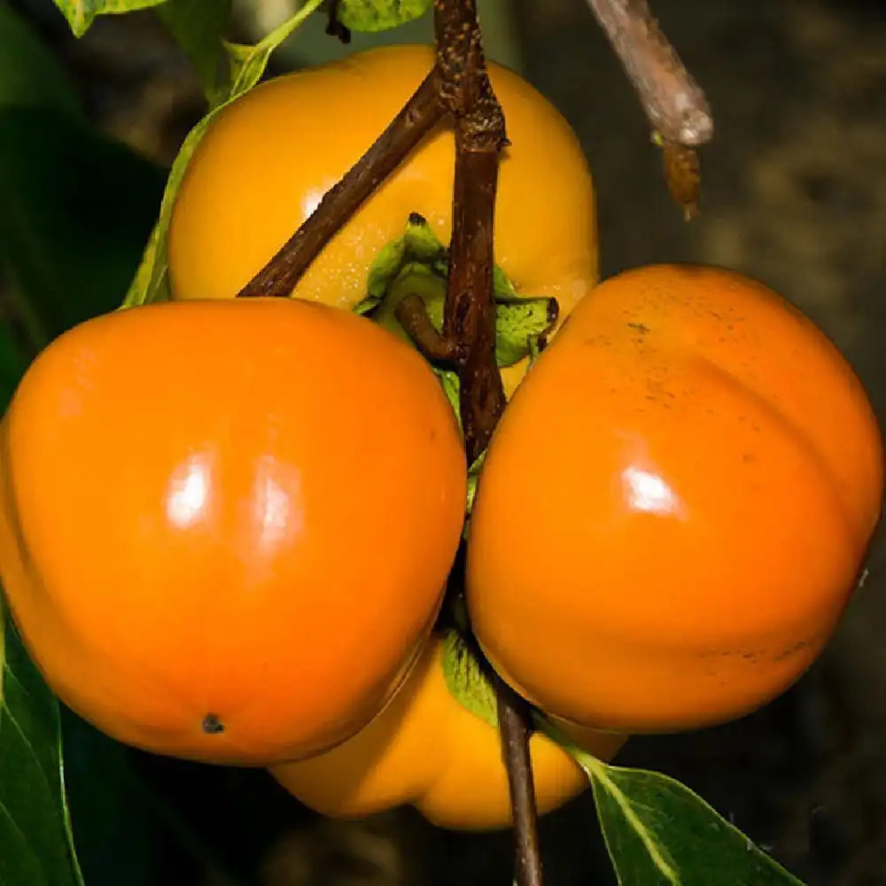 Kaki pomme : plantation, entretien, soin