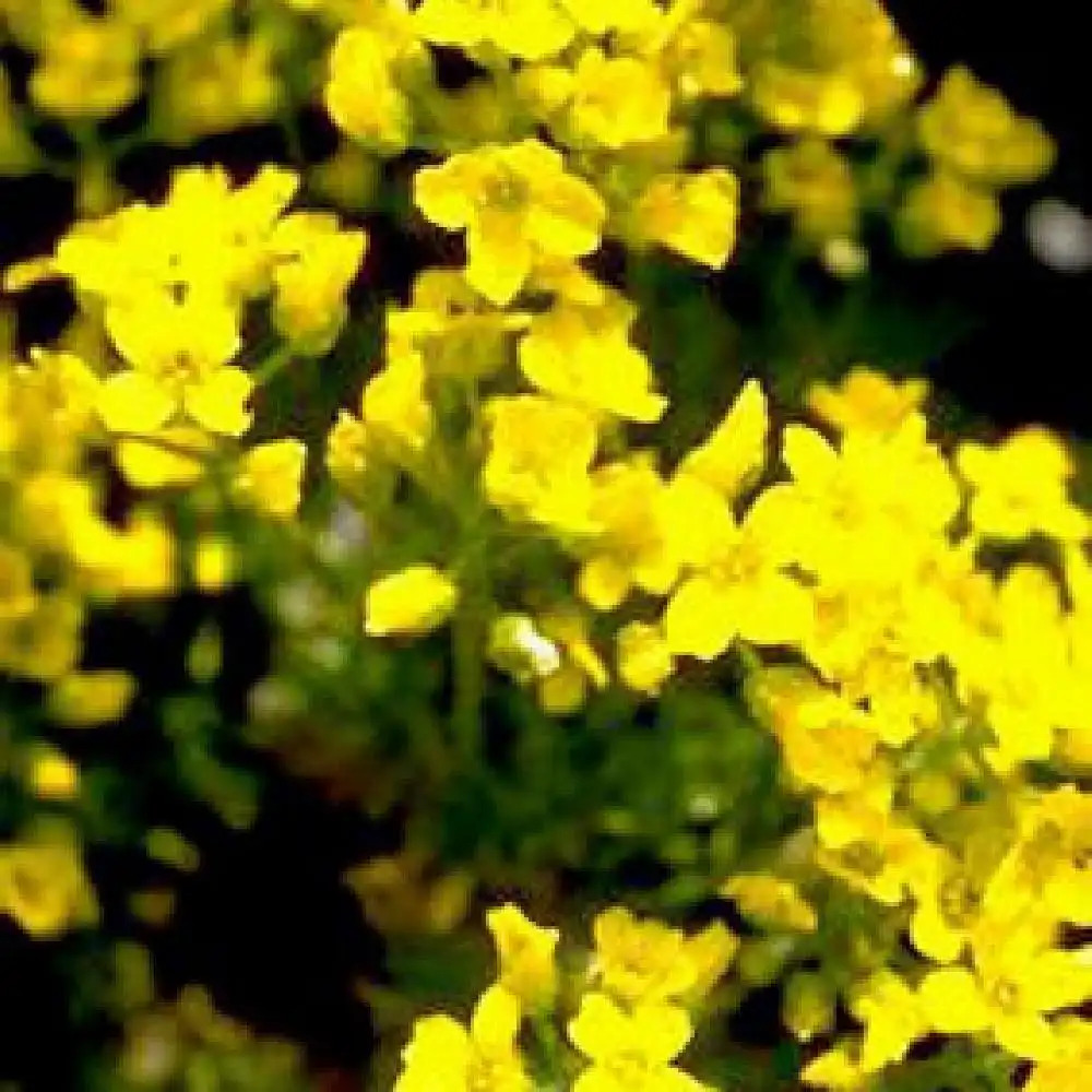 DRABA bruniifolia (olympica)