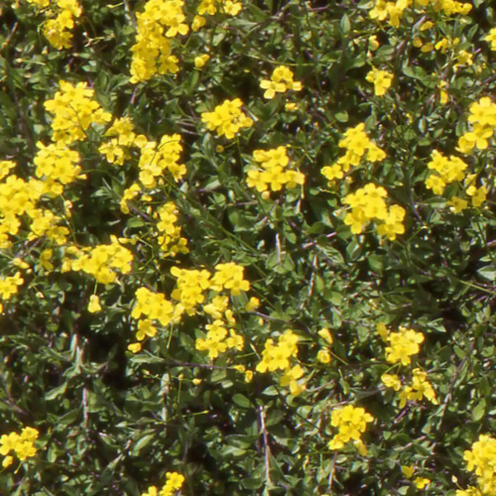 DRABA sibirica (repens)