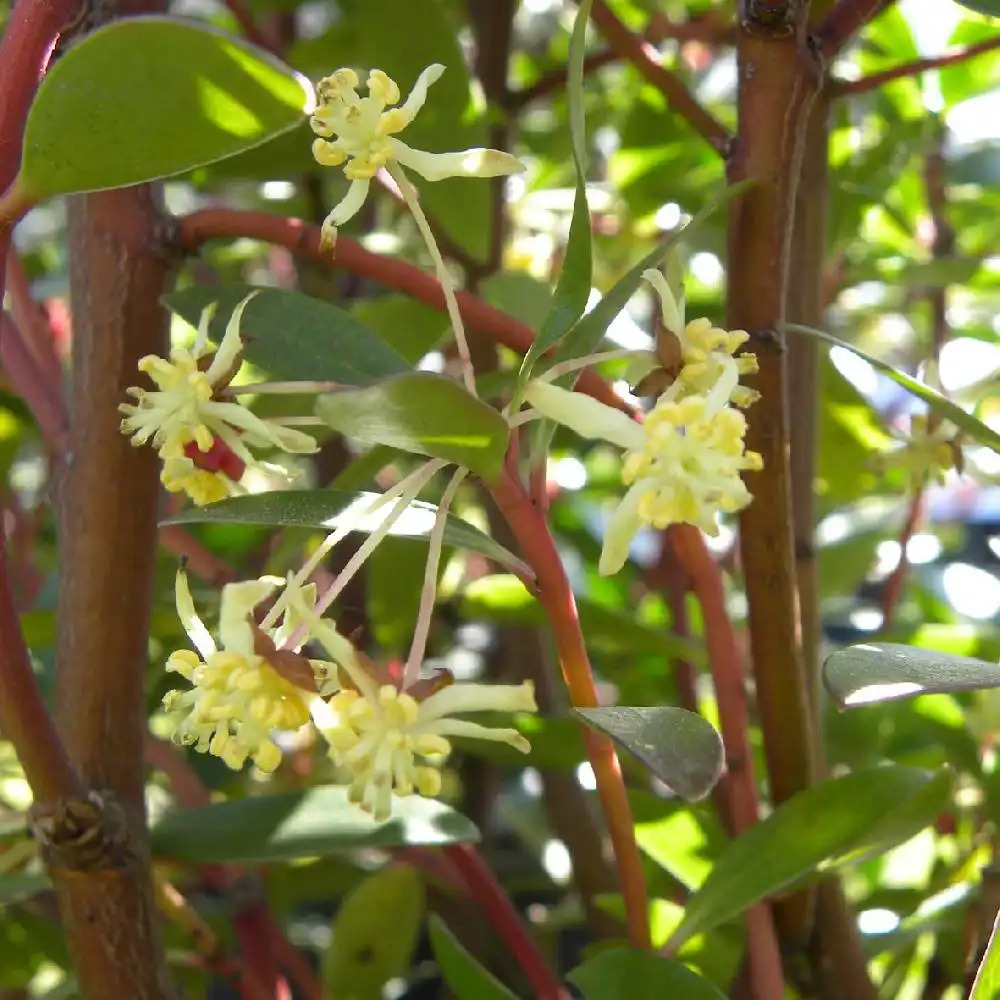 DRIMYS lanceolata