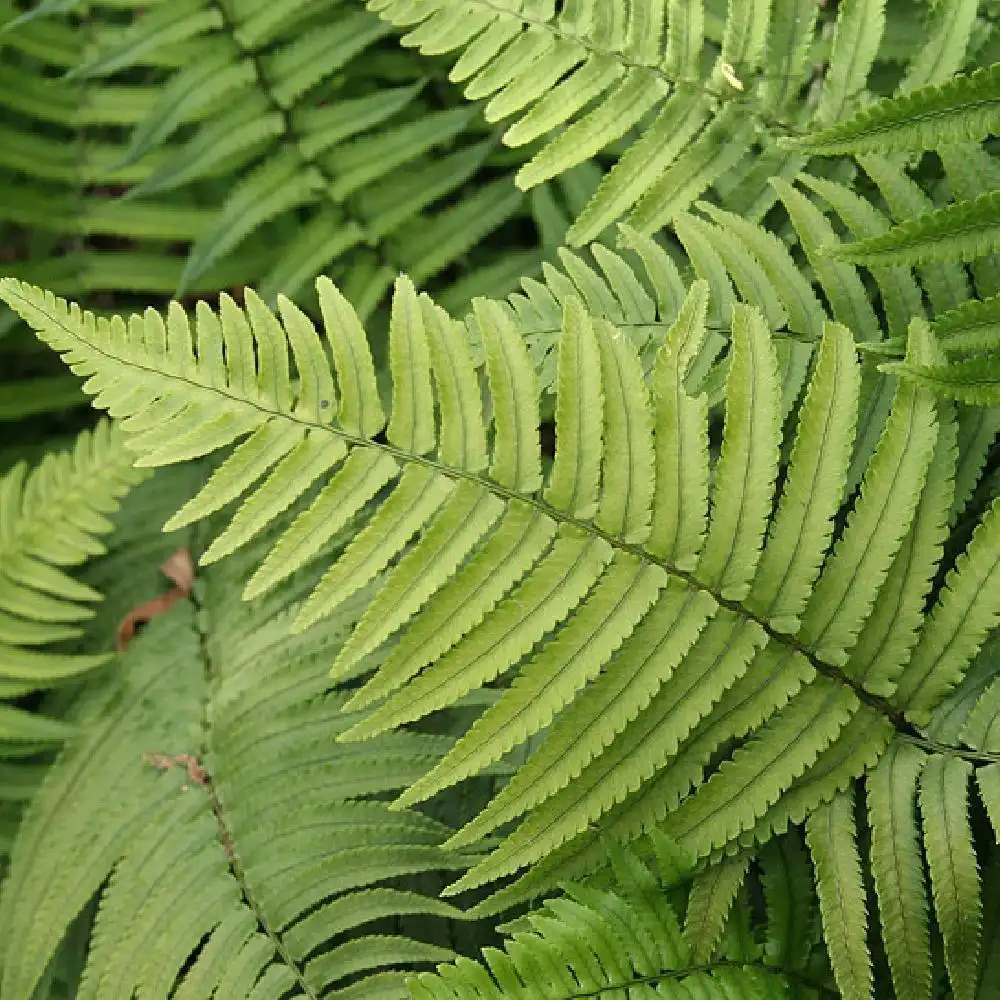 DRYOPTERIS cycadina (atrata)