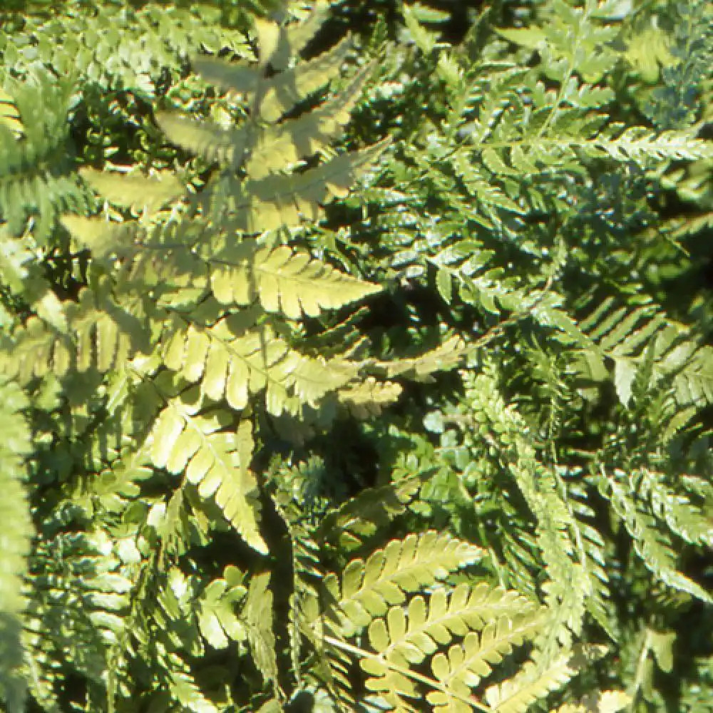 DRYOPTERIS erythrosora 'Prolifica'