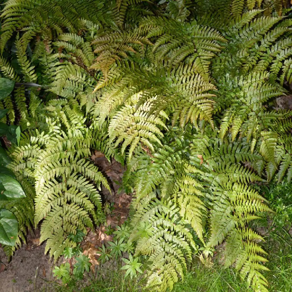 DRYOPTERIS erythrosora