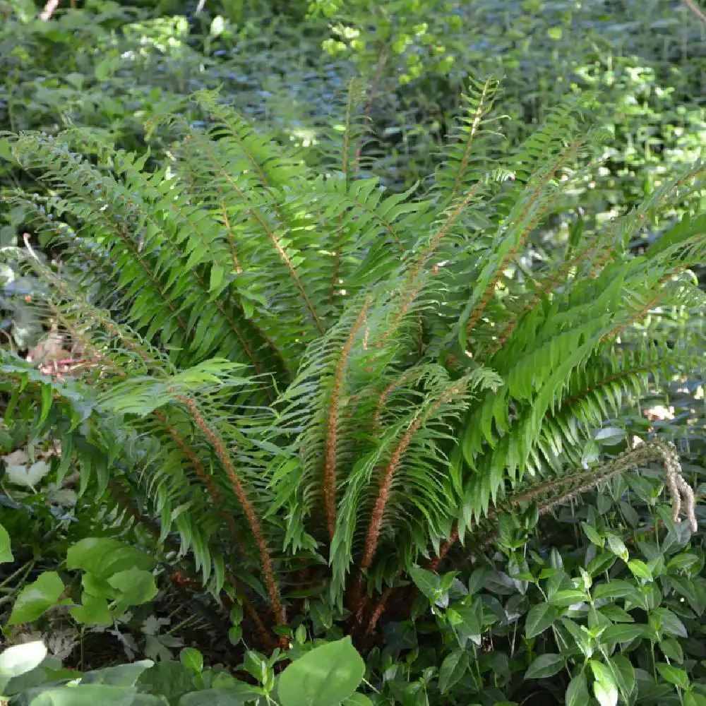 DRYOPTERIS wallichiana