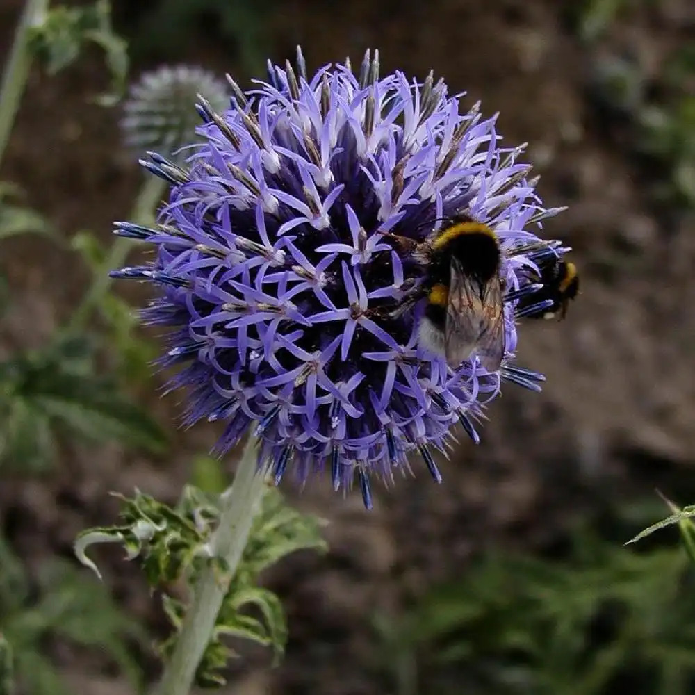 ECHINOPS bannaticus 'Blue Globe'