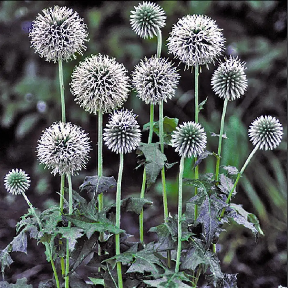 ECHINOPS bannaticus 'Star Frost'