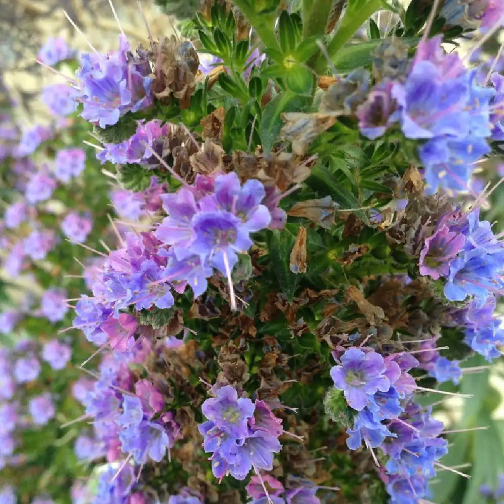 ECHIUM candicans